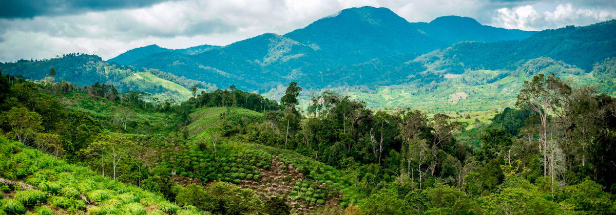 fondation puressentiel bilan 2020