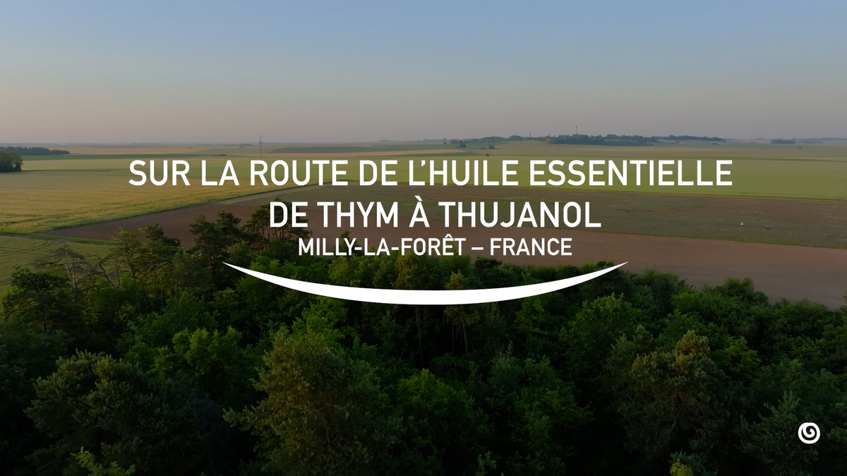 Charger la vidéo: Dans cette vidéo, nous partons sur la route du thym à thujanol. Découvrez la méthode de récolte et de production de l'huile essentielle de thym à thujanol au travers de nos producteurs engagés.
